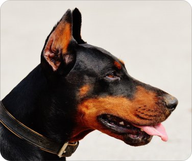 New Doberman Mousepad!