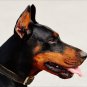 New Doberman Mousepad!