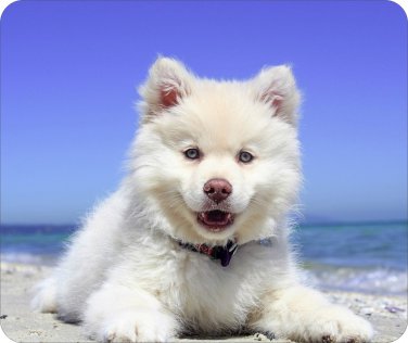 New Siberian Husky puppy Mousepad!