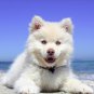 New Siberian Husky puppy Mousepad!