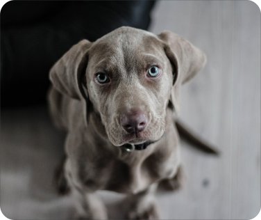 New Weimaraner Mousepad!