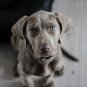 New Weimaraner Mousepad!
