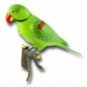 Recordable Parrot Wireless Doorbell New