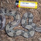 '09 Ghost Boa