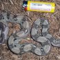 '09 Ghost Boa