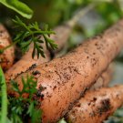 Little Finger Carrot