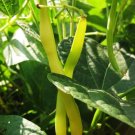 White Half Runner Beans
