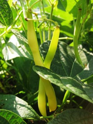 White Half Runner Beans