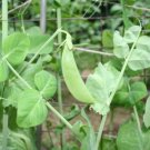Cascadia Sugar Snap Peas
