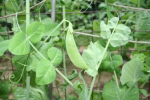 Cascadia Sugar Snap Peas