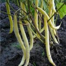 Pencil Pod Black Wax Bean