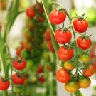 Small Red Cherry Tomato