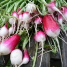 French Breakfast Radish