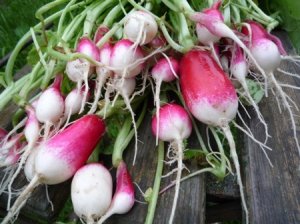 French Breakfast Radish