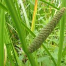 Sweet Flag (Acorus Calamus)