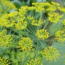 Mammoth Dill