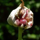Wild garlic (Allium vineale)
