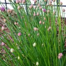 Chives