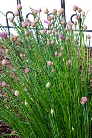 Chives