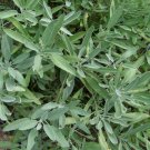 Broadleaf Sage