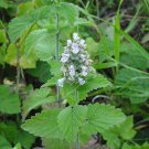 Catnip (Nepeta sp.)