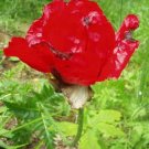 Iranian Poppy (Papaver bracteatum)