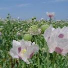 Tasmanian Poppy (Papaver somniferum)