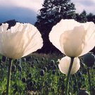 Persian Poppy (Papaver somniferum)