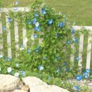 Heavenly Blue Morning Glory (Ipomoea Tricolor)