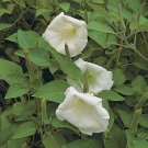 Angels Trumpet (Datura metel)