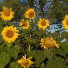 Russian Mammoth Sunflower