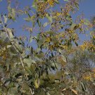 Wattle (Acacia colei)