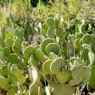 Prickly Pear 'Bunny Ears' Cactus (Opuntia sp.)