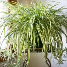 Spider Plant (Chlorophytum comosum)