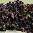 Royal Red Lettuce