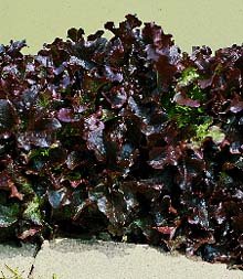 Royal Red Lettuce