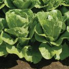 Parris Island Romaine Lettuce