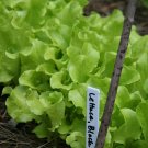 Black Seeded Simpson Lettuce