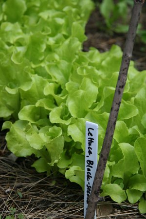 Black Seeded Simpson Lettuce