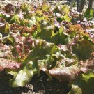Prizehead Lettuce