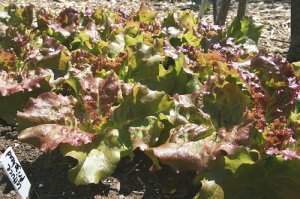 Prizehead Lettuce