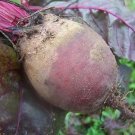 Early Wonder Beet