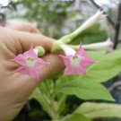 Tobacco (Nicotiana Tabacum)