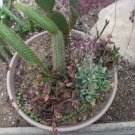 Cactus and Succulent Seed Starter