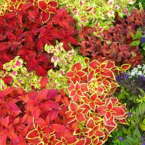 Coleus Mix (Shade Loving)
