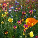 Wildflower Mix