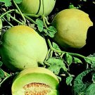 Honey Dew Melon