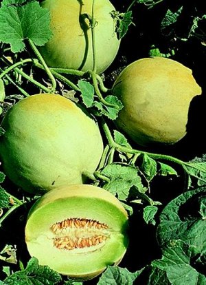 Honey Dew Melon