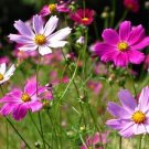Cosmos Sensation