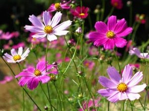 Cosmos Sensation